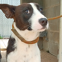 Imagen Adopción de perros